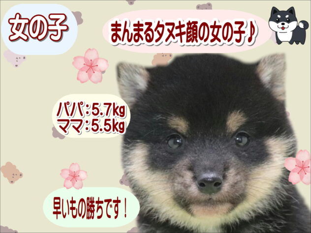 大阪府の豆柴 (アミーゴ鳳店/2025年12月29日生まれ/女の子/黒)の子犬