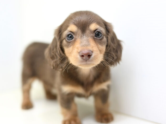 岡山県のミニチュアダックスフンド(ロング) (アミーゴ大安寺店/2025年12月15日生まれ/女の子/チョコレートタン)の子犬の1枚目の画像