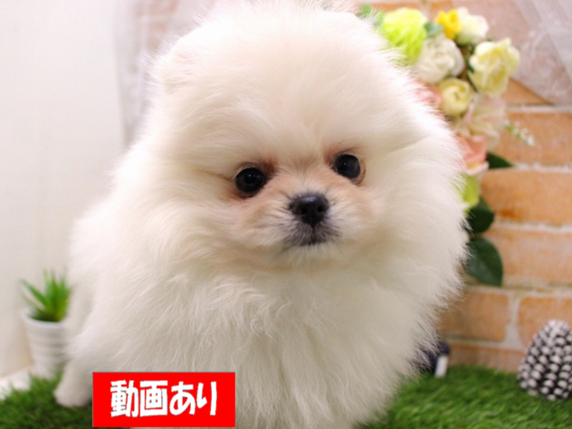 兵庫県のポメラニアン (ペット・プラザ アミーゴ三田店/2025年12月12日生まれ/女の子/クリーム)の子犬の1枚目の画像