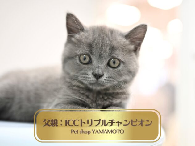 岡山県のブリティッシュショートヘアー (アミーゴ大安寺店/2025年12月11日生まれ/女の子/ブルー)の子猫