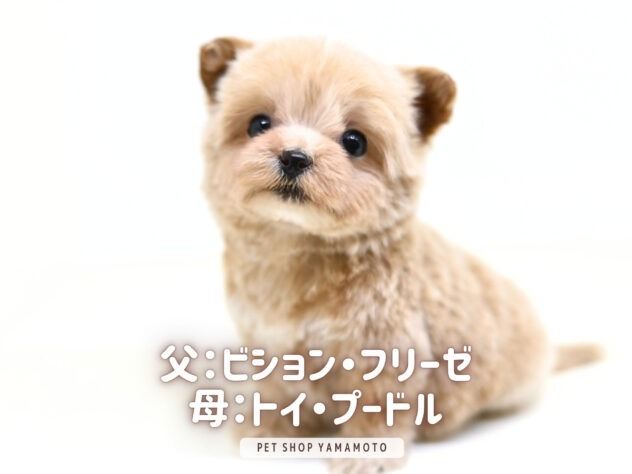 岡山県のハーフ犬・ミックス犬 (アミーゴ大安寺店/2025年12月6日生まれ/女の子/クリーム)の子犬の1枚目の画像