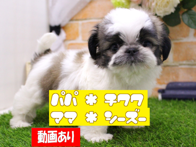 兵庫県のハーフ犬・ミックス犬 (ペット・プラザ アミーゴ三田店/2025年11月2日生まれ/男の子/レッドホワイト)の子犬の1枚目の画像