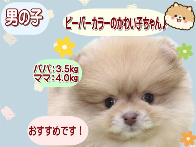 大阪府のポメラニアン (アミーゴ鳳店/2025年12月8日生まれ/男の子/ビーバー)の子犬の1枚目の画像
