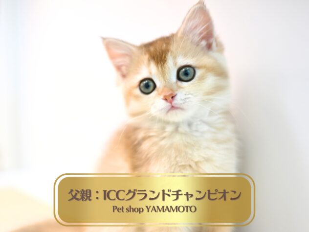 岡山県のブリティッシュショートヘアー (アミーゴ大安寺店/2025年11月27日生まれ/女の子/シェーデットゴールデン)の子猫