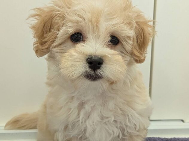 福島県のハーフ犬・ミックス犬 (アミーゴ福島南店/2025年11月10日生まれ/女の子/アプリコット)の子犬の1枚目の画像