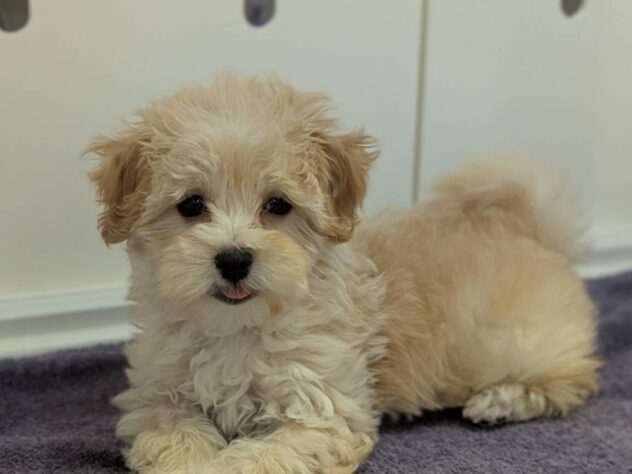 福島県のハーフ犬・ミックス犬 (アミーゴ福島南店/2025年11月10日生まれ/女の子/アプリコット)の子犬の2枚目の画像