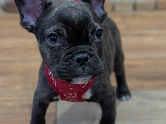 福島県のフレンチブルドッグ (アミーゴ福島南店/2025年11月11日生まれ/男の子/ブリンドル)の子犬