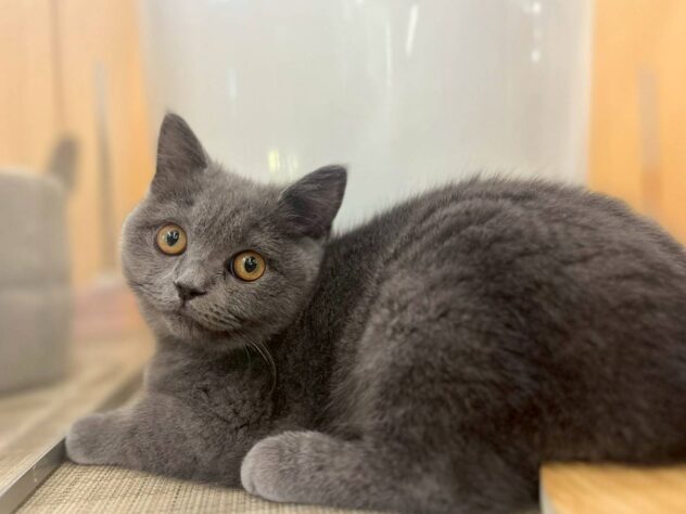 福島県のブリティッシュショートヘアー (アミーゴ福島南店/2025年9月22日生まれ/女の子/ブルー)の子猫