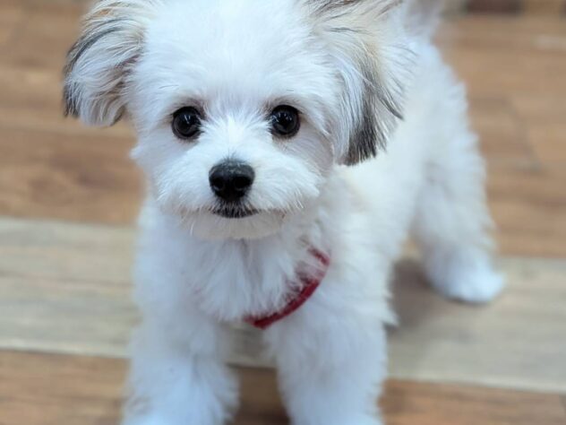 福島県のハーフ犬・ミックス犬 (アミーゴ福島南店/2025年9月14日生まれ/男の子/フォーン)の子犬