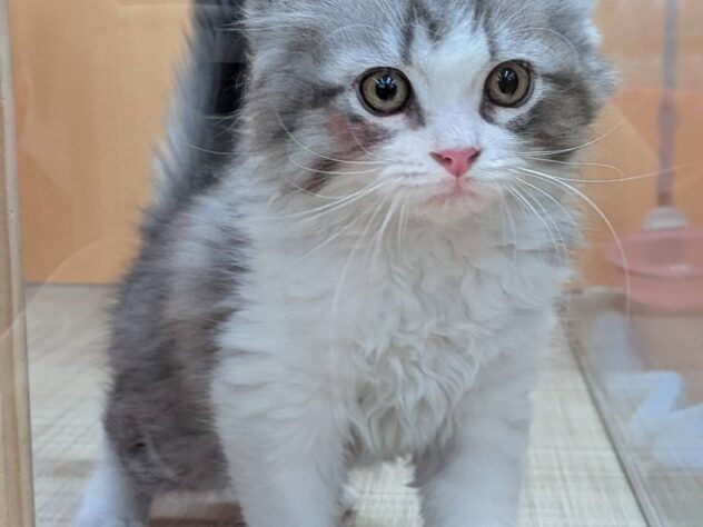 福島県のミヌエット (アミーゴ福島南店/2025年11月23日生まれ/男の子/シルバータビーホワイト)の子猫