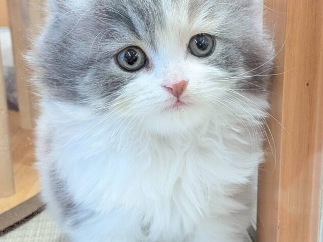 福島県のスコティッシュフォールド (アミーゴ福島南店/2025年12月16日生まれ/女の子/ダイリュートキャリコ)の子猫の2枚目の画像