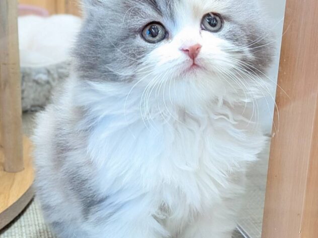 福島県のスコティッシュフォールド (アミーゴ福島南店/2025年12月16日生まれ/女の子/ダイリュートキャリコ)の子猫の1枚目の画像