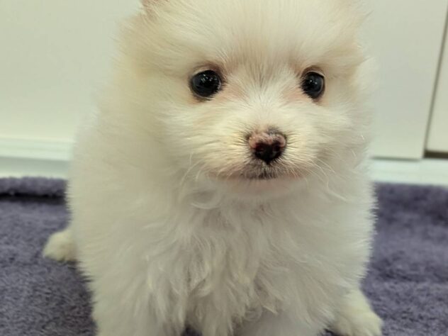 福島県のハーフ犬・ミックス犬 (アミーゴ福島南店/2025年12月12日生まれ/男の子/ホワイト)の子犬