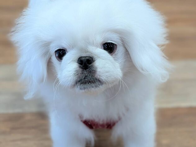 福島県のペキニーズ (アミーゴ福島南店/2025年9月21日生まれ/男の子/ホワイト)の子犬