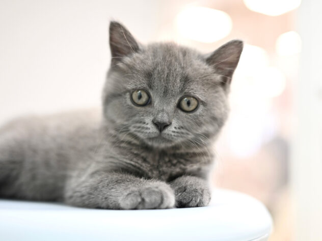 岡山県のブリティッシュショートヘアー (アミーゴ大安寺店/2025年12月11日生まれ/女の子/ブルー)の子猫の2枚目の画像