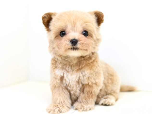 岡山県のハーフ犬・ミックス犬 (アミーゴ大安寺店/2025年12月6日生まれ/女の子/クリーム)の子犬の3枚目の画像