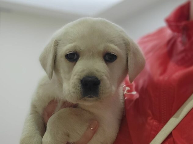 福島県のラブラドールレトリーバー (アミーゴ須賀川店/2025年12月6日生まれ/女の子/イエロー)の子犬