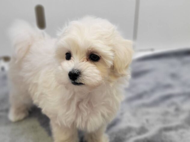 福島県のハーフ犬・ミックス犬 (アミーゴ須賀川店/2025年12月23日生まれ/男の子/クリーム)の子犬の1枚目の画像