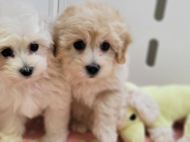 福島県のハーフ犬・ミックス犬 (アミーゴ須賀川店/2025年12月23日生まれ/男の子/アプリコット)の子犬