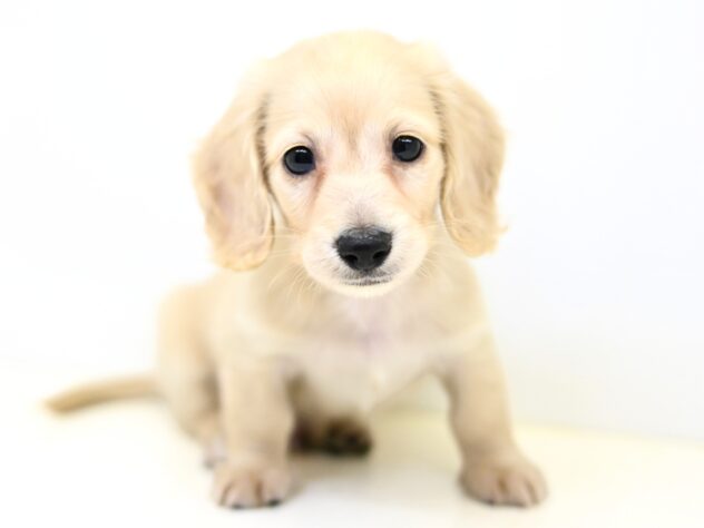 岡山県のミニチュアダックスフンド(ロング) (アミーゴ大安寺店/2025年12月6日生まれ/男の子/イエロー)の子犬