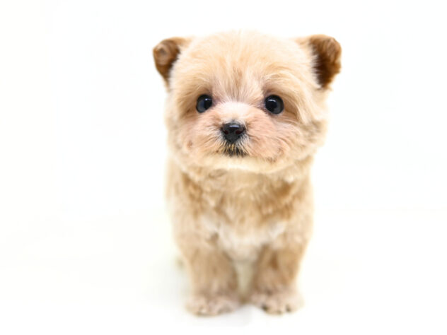 岡山県のハーフ犬・ミックス犬 (アミーゴ大安寺店/2025年12月6日生まれ/女の子/クリーム)の子犬の4枚目の画像