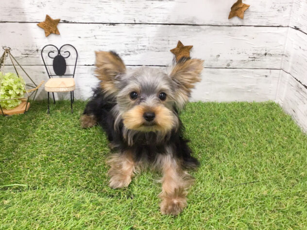 愛知県のヨークシャーテリア (アミーゴ知立店/2025年11月5日生まれ/女の子/スチールブルータン)の子犬の1枚目の画像