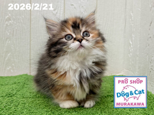 広島県のミヌエット (アミーゴ大町店/2025年12月18日生まれ/女の子/ブラウンパッチドタビーホワイト)の子猫の1枚目の画像