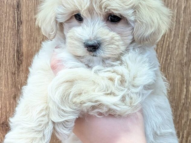 福島県のハーフ犬・ミックス犬 (アミーゴ福島南店/2025年12月23日生まれ/男の子/クリーム)の子犬