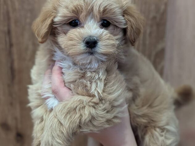 福島県のハーフ犬・ミックス犬 (アミーゴ福島南店/2025年12月23日生まれ/男の子/アプリコット)の子犬