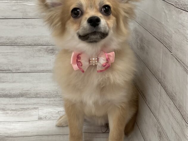 福島県のハーフ犬・ミックス犬 (アミーゴ小名浜店/2025年9月22日生まれ/女の子/オレンジ)の子犬