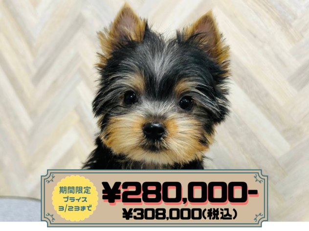 岡山県のヨークシャーテリア (アミーゴ水島店/2025年12月6日生まれ/男の子/スチールブルータン)の子犬の1枚目の画像