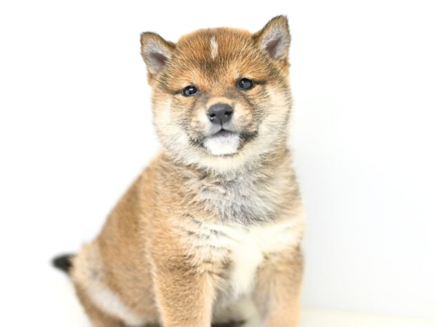 岡山県の豆柴 (アミーゴ大安寺店/2026年12月4日生まれ/女の子/赤)の子犬の1枚目の画像