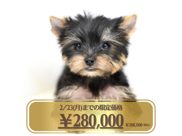 岡山県のヨークシャーテリア (アミーゴ大安寺店/2025年11月29日生まれ/男の子/スチールブルータン)の子犬の1枚目の画像