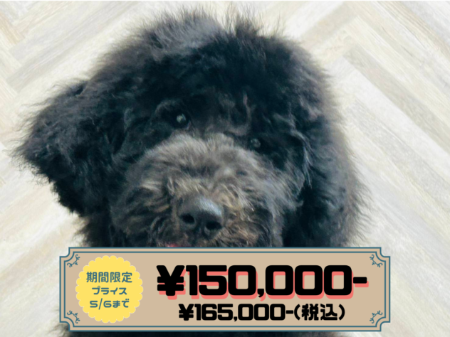 岡山県のスタンダードプードル (アミーゴ水島店/2025年12月15日生まれ/男の子/グレー)の子犬の1枚目の画像