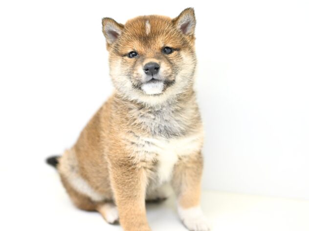 岡山県の豆柴 (アミーゴ大安寺店/2026年12月4日生まれ/女の子/赤)の子犬の2枚目の画像