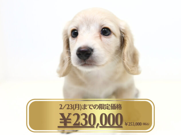 2025年12月18日生まれのミニチュアダックスフンド(ロング)