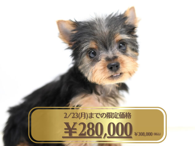 岡山県のヨークシャーテリア (アミーゴ大安寺店/2025年11月29日生まれ/女の子/スチールブルータン)の子犬の1枚目の画像