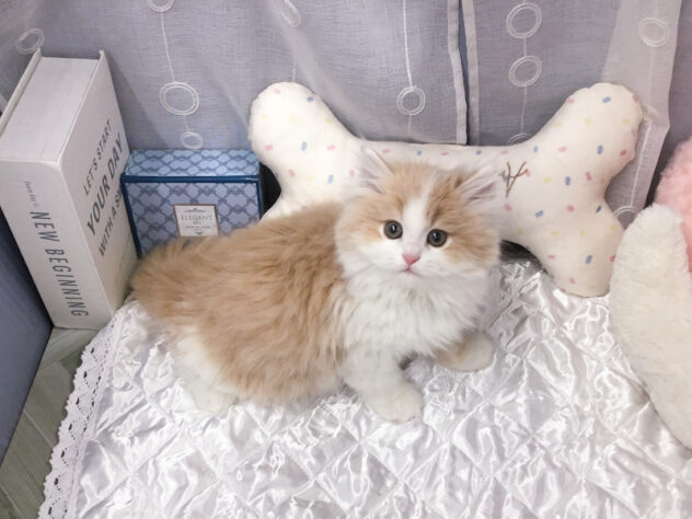 愛知県のミヌエット (アミーゴ知立店/2025年12月7日生まれ/男の子/クリームタビーホワイト)の子猫の3枚目の画像