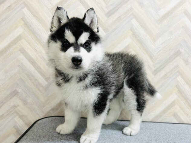 岡山県のシベリアンハスキー (アミーゴ大安寺店/2025年11月9日生まれ/女の子/ブラックホワイト)の子犬の3枚目の画像