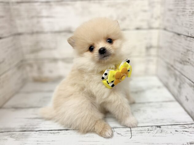 福島県のハーフ犬・ミックス犬 (アミーゴいわき店/2025年11月24日生まれ/男の子/クリーム)の子犬の2枚目の画像