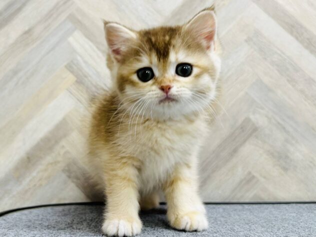 2025年11月27日生まれのブリティッシュショートヘアー