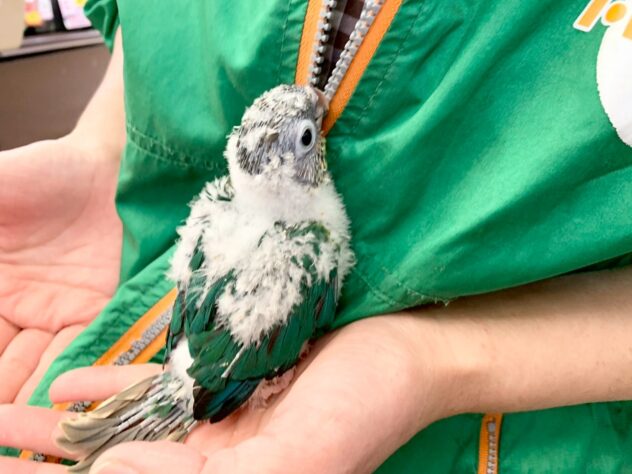 ワキコガネウロコインコブルー | ペットワールド アミーゴ