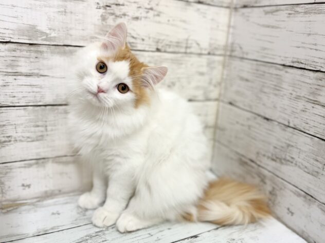 福島県のラガマフィン (アミーゴいわき店/2025年10月8日生まれ/男の子/レッドタビーホワイト)の子猫の2枚目の画像