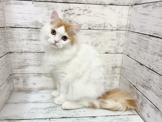 福島県のラガマフィン (アミーゴいわき店/2025年10月8日生まれ/男の子/レッドタビーホワイト)の子猫の1枚目の画像