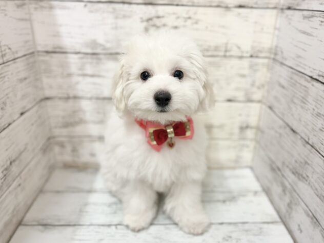 福島県のビションフリーゼ (アミーゴいわき店/2025年10月3日生まれ/女の子/ホワイト)の子犬の1枚目の画像