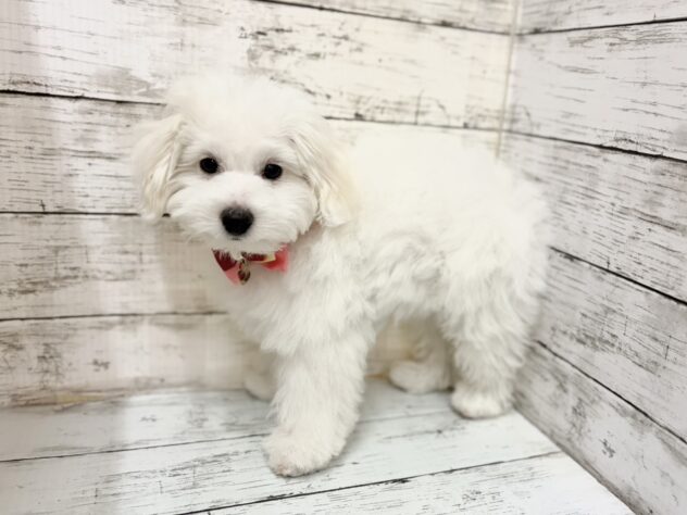 福島県のビションフリーゼ (アミーゴいわき店/2025年10月3日生まれ/女の子/ホワイト)の子犬の2枚目の画像