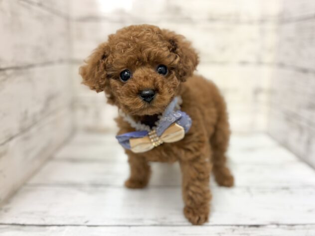 福島県のトイプードル(トイ) (アミーゴいわき店/2025年12月6日生まれ/男の子/アプリコット)の子犬の2枚目の画像