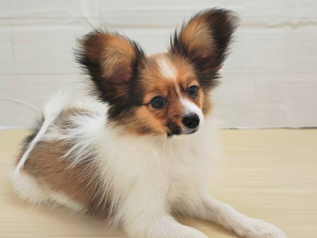 山形県のパピヨン (アミーゴ米沢店/2025年11月5日生まれ/女の子/ブラウンホワイト)の子犬の1枚目の画像