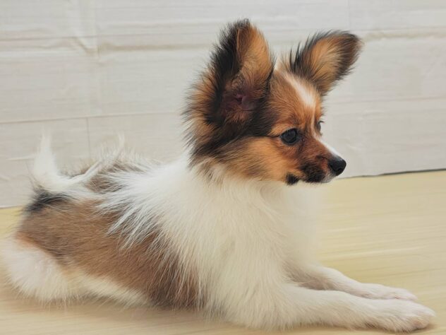 山形県のパピヨン (アミーゴ米沢店/2025年11月5日生まれ/女の子/ブラウンホワイト)の子犬の2枚目の画像