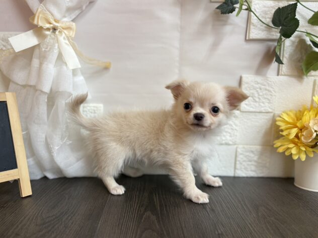 宮城県のチワワ(ロング) (アミーゴ古川駅前店/2025年12月14日生まれ/男の子/クリームホワイト)の子犬の2枚目の画像